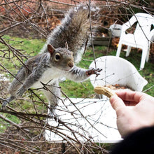 Load image into Gallery viewer, Squirrel, Mixed Media Collage - Squirrel Artwork by Heather La Force