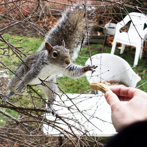 Squirrel, Mixed Media Collage - Squirrel Artwork by Heather La Force